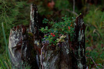 Lingonberries growing on deadwood by Intensivelight Panorama-Edition
