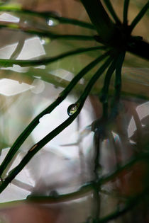 Dew drop on horsetail plant by Intensivelight Panorama-Edition