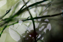 Horsetail and dew drops von Intensivelight Panorama-Edition