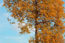 Autumn birch von Intensivelight Panorama-Edition