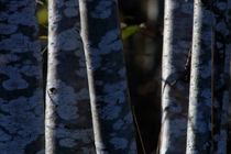 Speckled alder trunks by Intensivelight Panorama-Edition