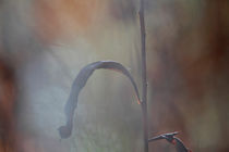 Fireweed in autumn von Intensivelight Panorama-Edition