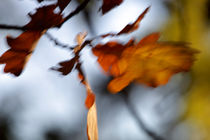 Autumn colored oak leaves von Intensivelight Panorama-Edition
