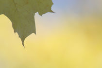 Yellow maple leaf von Intensivelight Panorama-Edition
