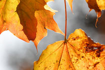 Maple leaves in autumn von Intensivelight Panorama-Edition