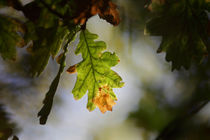 Autumn oak leaf by Intensivelight Panorama-Edition