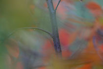 Autumn colored hedge von Intensivelight Panorama-Edition