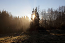Morning mist von Intensivelight Panorama-Edition