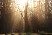 Morning mist von Intensivelight Panorama-Edition
