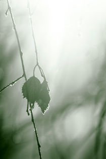 Frost on withering leaves von Intensivelight Panorama-Edition