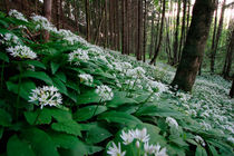 Flowering ramsons by Intensivelight Panorama-Edition