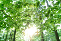 Sun shining through leaves von Intensivelight Panorama-Edition