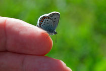 Butterfly on the finger by Intensivelight Panorama-Edition