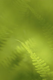 A tangle of fern leaves by Intensivelight Panorama-Edition