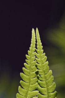 Two fern leaves by Intensivelight Panorama-Edition