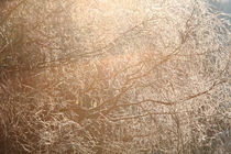 Frost covered tree by Intensivelight Panorama-Edition