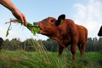 Feeding a calf von Intensivelight Panorama-Edition