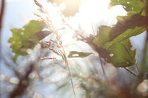 Grasses and leaves near a lake by Intensivelight Panorama-Edition