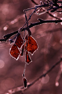 Red birch leaves-monochrome von Intensivelight Panorama-Edition