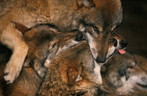Wolf pack biting each others muzzles by Intensivelight Panorama-Edition
