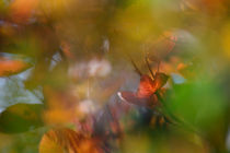 Autumn colored leaves in a hedge von Intensivelight Panorama-Edition
