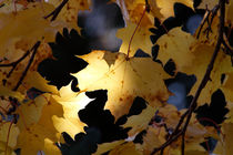Yellow maple leaves in fall von Intensivelight Panorama-Edition