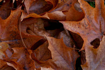 Cluster of brown Maple leaves von Intensivelight Panorama-Edition