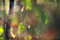 Autumn colored birch sapling von Intensivelight Panorama-Edition