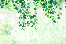 Birch leaves in summer von Intensivelight Panorama-Edition