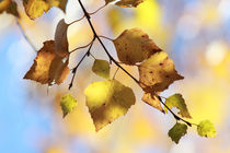 Autumn colored birch leaves von Intensivelight Panorama-Edition
