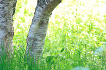 Birch tree on a meadow von Intensivelight Panorama-Edition