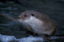 Water drops are glistening on a wet otter by Intensivelight Panorama-Edition