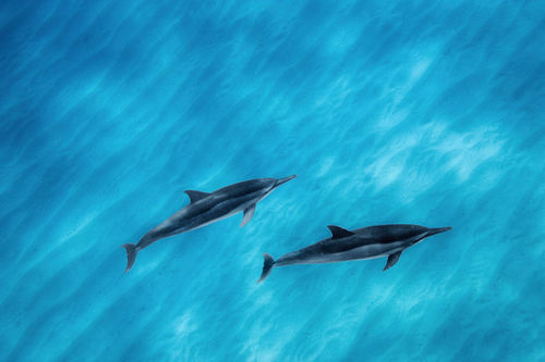 Dolphins-041507-084