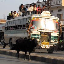 Bus und Kuh by reisemonster