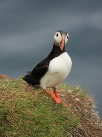 Puffin portrait by Andras Neiser