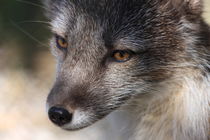 Arctic Fox portrait by Andras Neiser