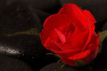 Red rose in the night by tr-design