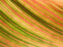 Gestreiftes, buntes Blatt des Blumenrohrs(colorful leaf of canna indica,tropicanna) by Dagmar Laimgruber