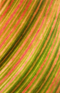 Abstract, farbenfrohes, strukturiertes Blatt des Blumenrohrs (leaf of canna indica, tropicanna) by Dagmar Laimgruber