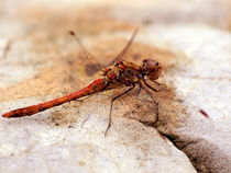 Nahaufnahme der blutroten Heidelibelle (dragonfly,darter, meadowhawk, sympetrum sanguineum, close up) von Dagmar Laimgruber