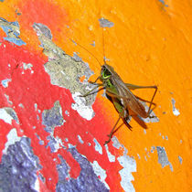 Heuschrecke auf bunter Graffiti Wand (Grasshopper and colourful wall) by Dagmar Laimgruber