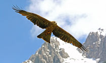 Adler in den Alpen by Wolfgang Dufner