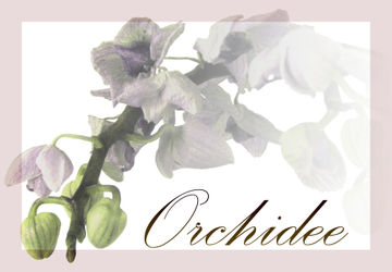Orchidee-1