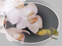Orchidee von Roland H. Palm