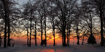 Winterlicher Wald am Abend by Rainer Rombach