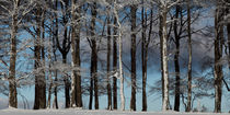 Winterlicher Wald von Rainer Rombach