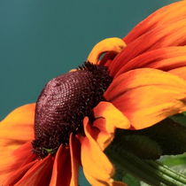 Orange sunflower von Andras Neiser