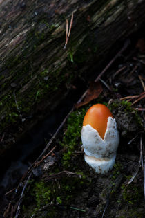Egg of the Forest by Andras Neiser