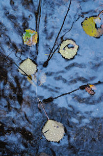 Autumn leaves in a puddle von Intensivelight Panorama-Edition