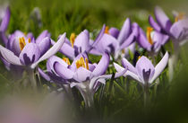 colours of spring by Franziska Rullert